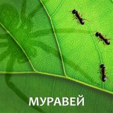 Песня Папа Павел и Маняша - Муравей